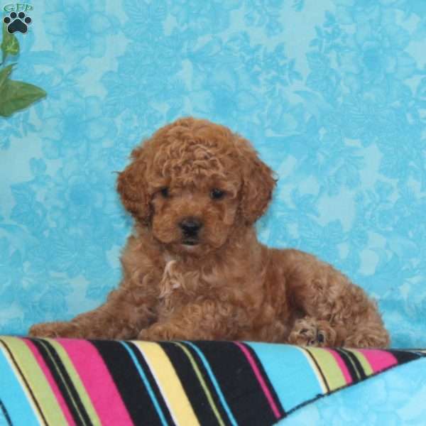 Orpha, Toy Poodle Puppy